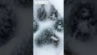 THE FADED PAWPRINT-Part 2 #viral #cat #trending #funny #challenge #facts