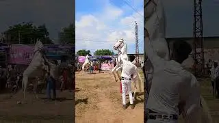 Rajasthan me hua Gabbar ghodi ka vip dance 💃 #vipdance #viralvideo #trendingshorts #shortsfeed
