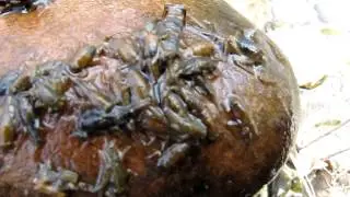 Sulfur Nymphs 4/17/2012