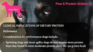 Guess What! Paw 6 Protein Driblet 10