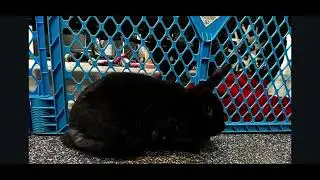 Indoor Bunny Petting Zoo On Cold Winter Day!