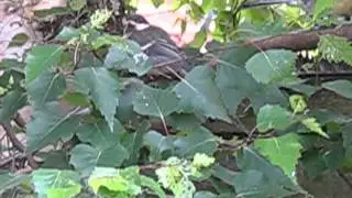 great tit and hungry fledgling