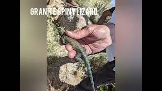 Granite Spiny Lizard - 