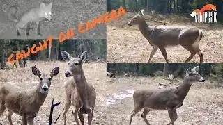 Caught on Camera! Spring 2025 Voopeak Trail Cam Results