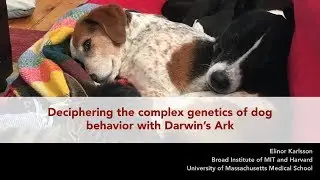 Broad Genomics Community Meeting: Deciphering the complex genetics of dog behavior with Darwin&rsquo;s Ark