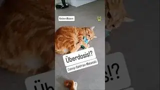 &Uuml;berdosis von Katzenminze Baldrian und co #cat #tiergesundheitscoach #katze