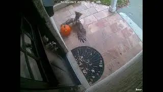 Hawk attacks squirrel 2023.12.04