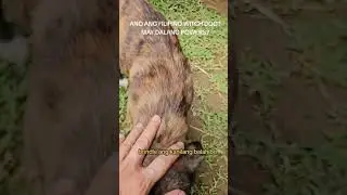 Nakakita na ba kayo ng Pinoy witch dog? Watch! #doglover #pets #dog