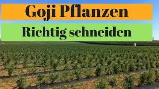 GOJI Pflanzen richtig schneiden f&uuml;r mehr Ertrag