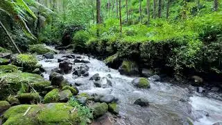 Find slow peace with woodland river ambience in a cool valley to help you rest deeply