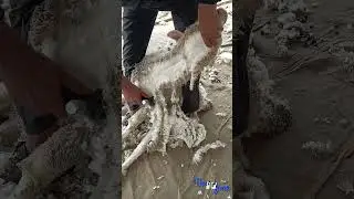 Sheep wool cutting | Sheep Shearing machine | Australian merino