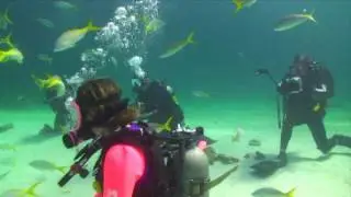 Shark diving with Stuart Cove's