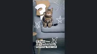 12 Signs You Are Inadvertently Harming Your Cat