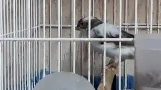 Demonstrado um pouco do criame,🐥 &eacute;poca da mudar de pena🐤, clima frio em Curitiba.