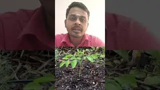 Murungai Farming Tips | Seed Planting, Season & Watering | PasumaiTamizh முருங்கை சாகுபடி