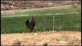 Novoselë, fshatin që nuk e gjeti dot as gjermani në kohë lufte. Rruga lë beqarë djemtë...