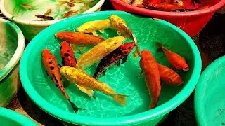 Galiff Street Fish Market In India  || Cheapest Aquarium Fish Market In Kolkata