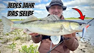 Zander bei Niedrigwasser. Elbe mal anders.
