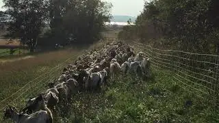 Goats Moving to New Spot for Targeted Grazing