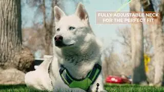 A fully adjustable dog walking harness with handle for all of life's adventures!