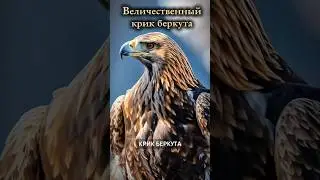 Крик охрипшего беркута🦅🤭 #беркут #крик #хищник #дикаяжизнь #дикаприрода #птица #goldeneagle #eagle
