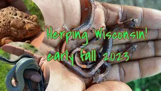 Catching salamanders, snakes & frogs in the wild! Herping Wisconsin late summer/ early fall 2023