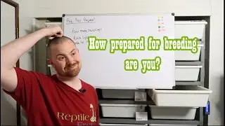 How to Breed Ball Pythons - Are You Prepared?