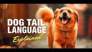 Your Dog&rsquo;s Tail Is Talking&mdash;Here&rsquo;s What It Means
