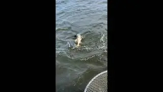 Pike eat Pike world   SD 480p