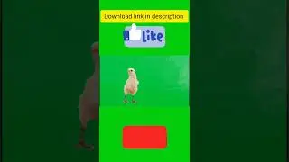 chicken green screen video | free green screen videos| green screen