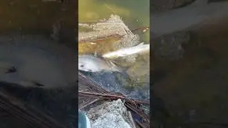 Массовая гибель рыбы из-за холода достигла юго-западной Флориды!! #короткометражки #рыба #рыболов...