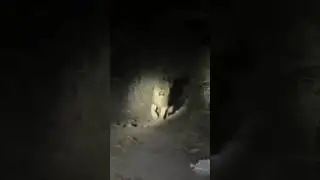 #lion