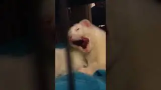 Ferrets got a cold (sneezing)