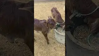 जय श्री राधे जय गौमाता जय गोपाल