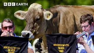 Do Cows Have Super Senses? | BBC Earth Kids