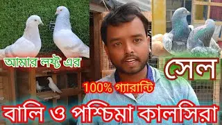 বালি ও পশ্চিমা কালশিরা কবুতর সেল। pigeon sale। গিরিবাজ কবুতর সেল 100%গ্যারান্টি 
