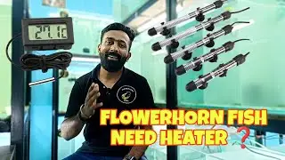Flowerhorn Fish Need Heater❓ Essential Tank Temperature Guide | Flowerhorn Adda |Kannada