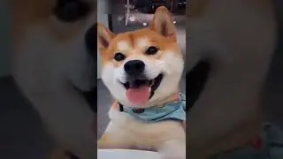 He's so Happy to See Me [Cute Dog Alert] 😍 #shorts #funny #cute #animals #dogs #cats