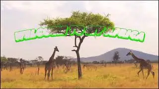 AFRICAN CODE CHALLENGE 2023   Welcome to my Africa  by the Bench Geeks