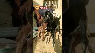 🏕️ प्यार #farming #ganvkilifestyle #khetibadi #villagevlog #cartoon #farmer #video #travelvlog #vlog