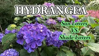 HYDRANGEA: Sun Lovers VS Shade Lovers