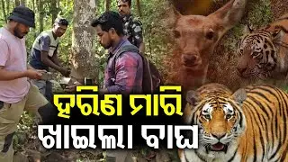 Half-Eaten Deer Carcass Found in Keonjhar, Tiger Suspected After Paw Marks Detected Nearby