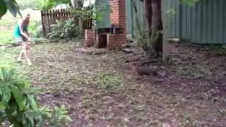 Scrub turkey chases Aussie chick