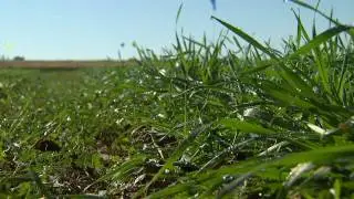 Controlling Weeds in Wheat