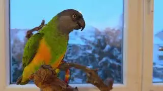 Snowing and Pet Parrot Chilling