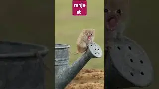 👍👍aemajdur ka hat hi katiya loha pigalke #aidio #comedy #funny #video