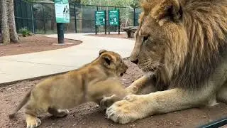 The First Gentle Touch: Lion Aslan Meets His Newborn Cub