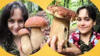 PORCINI da panico! La faggeta sforna BELVE GIGANTI 🍄‍🟫🐺