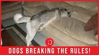 27 Dogs That Break the Rules, But Still Get Away With It