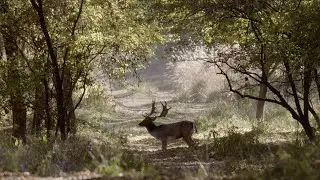 A d&aacute;mszarvas